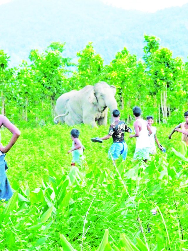 मानव-वन्यजीव संघर्षांत शेतीचे वर्षाकाठी १० हजार कोटींचे नुकसान !