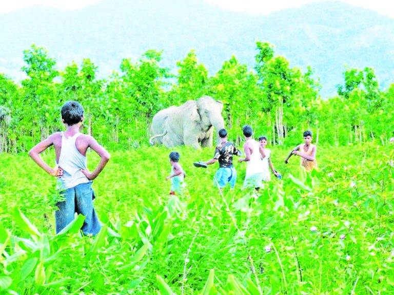 मानव-वन्यजीव संघर्षांत शेतीचे वर्षाकाठी १० हजार कोटींचे नुकसान !