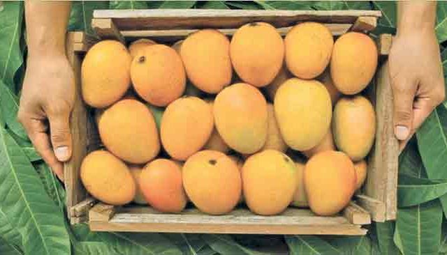 ‘वलसाड हापूस’ या नावाने स्वतंत्र मानांकनांसाठी गुजरात प्रयत्नशील