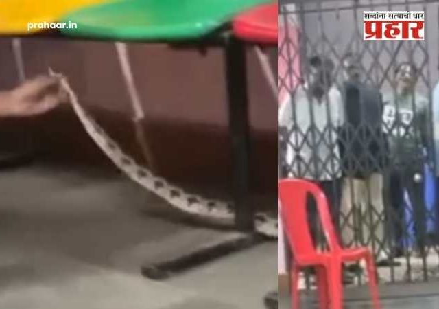Snake Spotted Polling Station : चेंबूरमधील मतदान केंद्रात विषारी सापाचं दर्शन! सुरक्षा रक्षकांमध्ये भीतीचं वातावरण; थेट आला अन्...