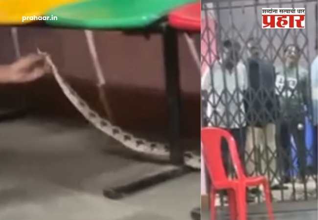 Snake Spotted Polling Station : चेंबूरमधील मतदान केंद्रात विषारी सापाचं दर्शन! सुरक्षा रक्षकांमध्ये भीतीचं वातावरण; थेट आला अन्…