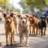 भटक्या श्वानांचे होणार सर्वेक्षण