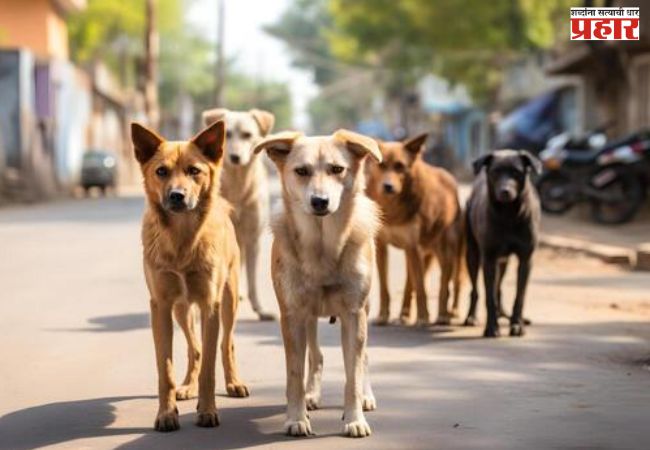 भटक्या श्वानांचे होणार सर्वेक्षण