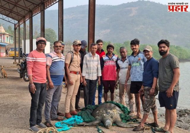 ग्रीन सी प्रजातीच्या कासवाला दिले जीवदान