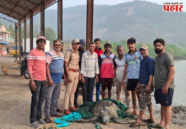 ग्रीन सी प्रजातीच्या कासवाला दिले जीवदान