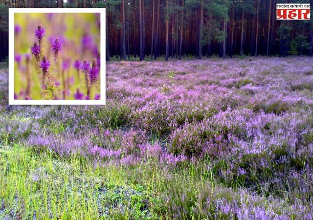 जिल्ह्यात सुगंधी, आकर्षक जांभळी मंजिरी बहरली