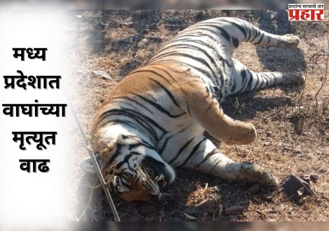 मध्य प्रदेशात वाघांच्या मृत्यूत वाढ