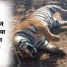 मध्य प्रदेशात वाघांच्या मृत्यूत वाढ