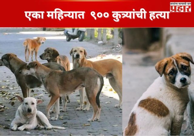 एका महिन्यात  ९०० कुत्र्यांची हत्या