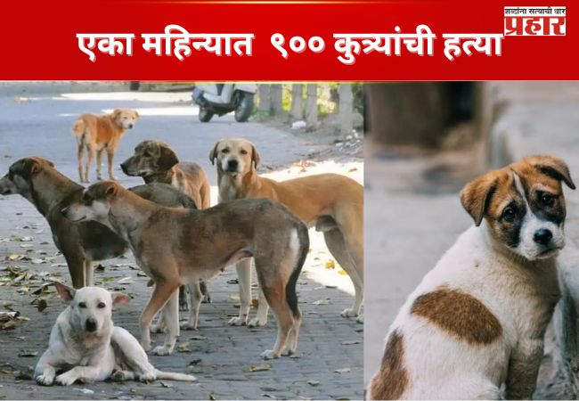 एका महिन्यात  ९०० कुत्र्यांची हत्या