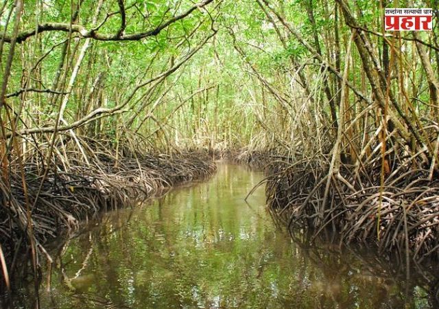 धारण तलावाच्या स्वच्छतेकडे महापालिका सतर्क