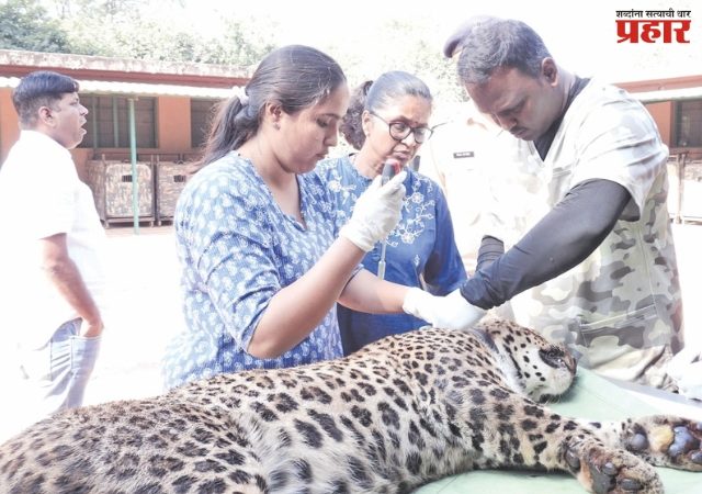 मानवी वस्तीत जेरबंद केलेला बिबट्या वनखात्याकडून अधिवासात रवाना