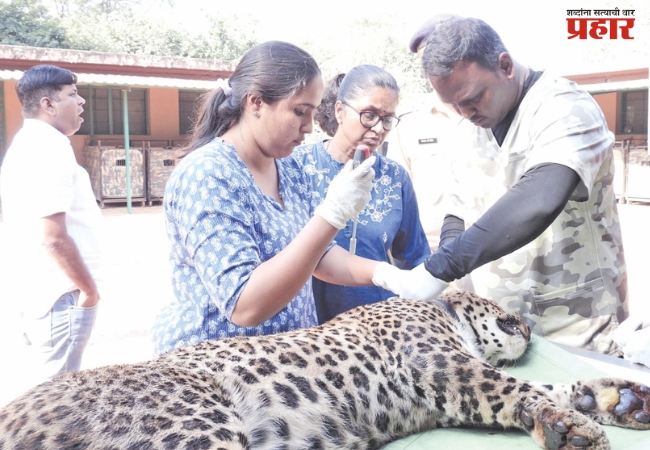 मानवी वस्तीत जेरबंद केलेला बिबट्या वनखात्याकडून अधिवासात रवाना