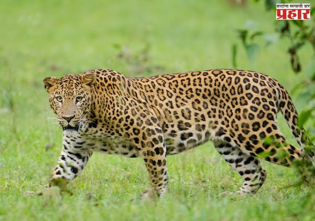 ठाण्यात बिबट्यांची दहशत