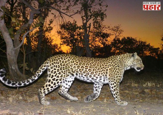 आयटीआय परिसरात बिबट्या असल्याचा संशय