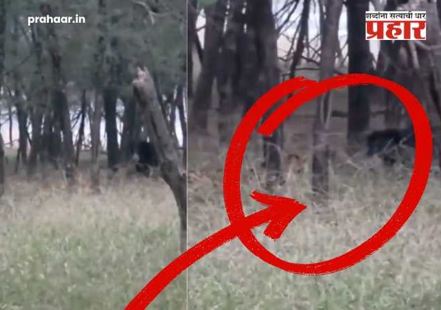 Viral Video : जोरदार सामना झाला अन् वाघ झुकला!