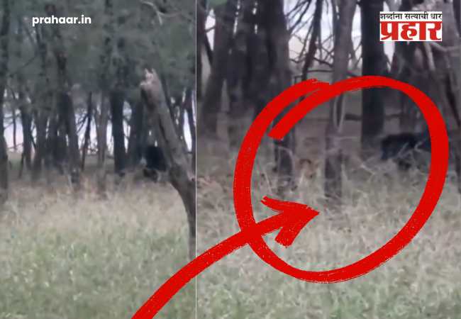 Viral Video : जोरदार सामना झाला अन् वाघ झुकला!
