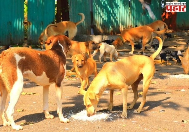 भटक्या कुत्र्यांचा हैदोस; पुण्यात पिसाळलेल्या कुत्र्याच्या चाव्यामुळे ४० जण जखमी