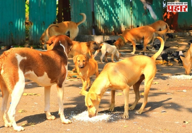 भटक्या कुत्र्यांचा हैदोस; पुण्यात पिसाळलेल्या कुत्र्याच्या चाव्यामुळे ४० जण जखमी