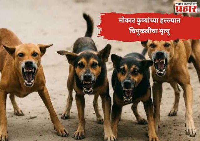 मोकाट कुत्र्यांचा हल्ला; मुरादाबादमध्ये चार वर्षांच्या मुलीचा मृत्यू, परिसर हादरला