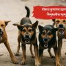 मोकाट कुत्र्यांचा हल्ला; मुरादाबादमध्ये चार वर्षांच्या मुलीचा मृत्यू, परिसर हादरला