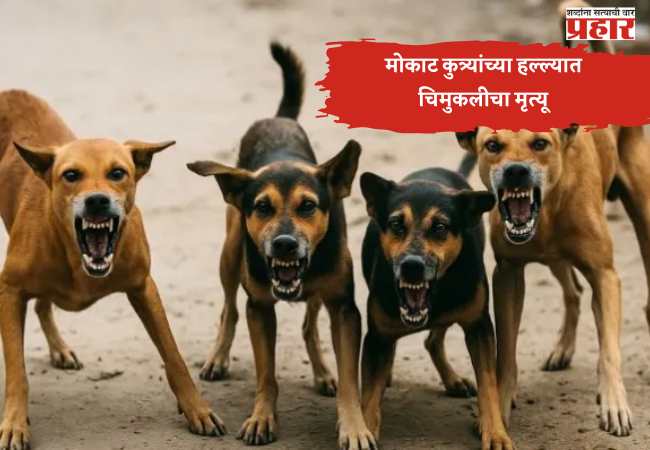 मोकाट कुत्र्यांचा हल्ला; मुरादाबादमध्ये चार वर्षांच्या मुलीचा मृत्यू, परिसर हादरला