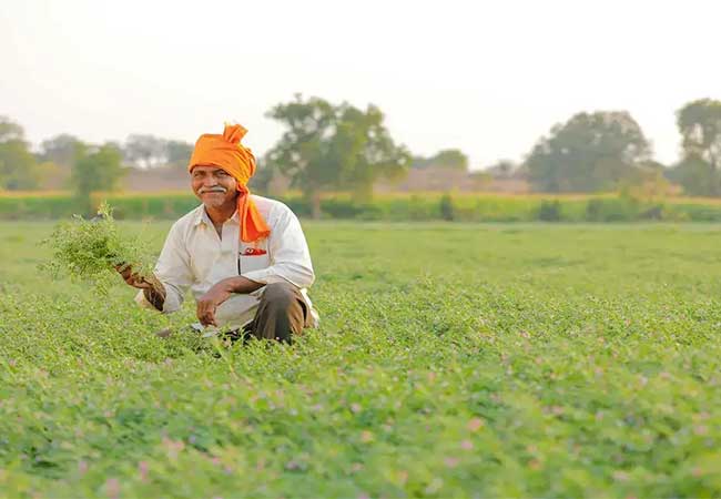 मोदी सरकारचा मोठा निर्णय, महाराष्ट्रातील तूर उत्पादक शेतकऱ्यांना होणार फायदा