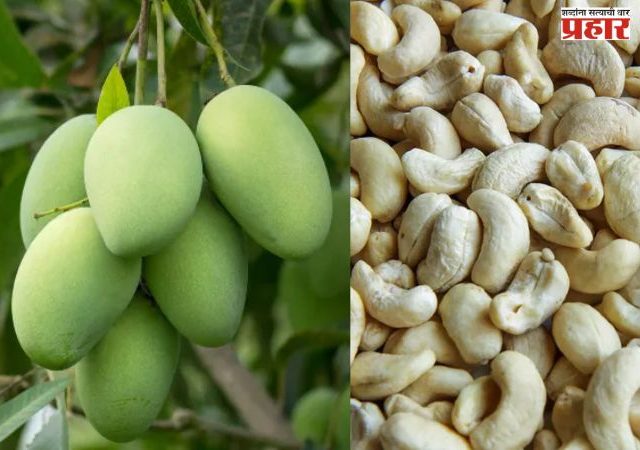 रत्नागिरी जिल्ह्यावर मळभ व पावसाचे सावट; आंबा-काजू उत्पादन धोक्यात