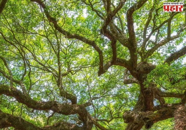 सुरक्षित फांदी