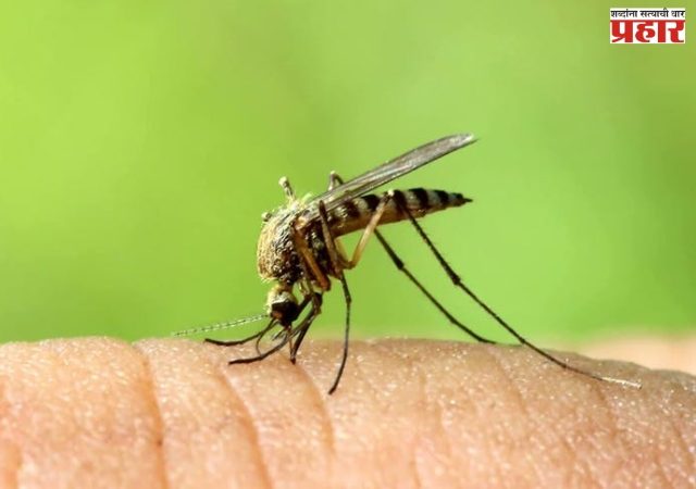 वसई-विरारमध्ये डासांचा वाढला प्रादुर्भाव