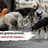 Street Dogs: भटक्या कुत्र्यांच्या हल्ल्यांवर सर्वोच्च न्यायालयाचा कडक निर्णय, खाऊ घालणाऱ्यांनाही जबाबदार ठरवणार
