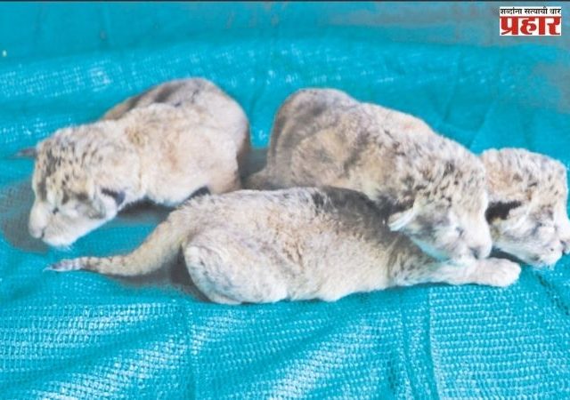 संजय गांधी उद्यानात तीन छाव्यांचे आगमन