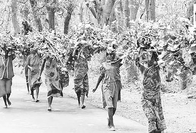 सबळ पुराव्यांअभावी आदिवासींचे वनहक्क दावे फेटाळले
