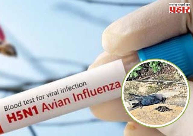 चेन्नईमध्ये बर्ड फ्लूचा प्रादुर्भाव, H5N1 विषाणूमुळे शेकडो कावळे मृत्युमुखी; सरकारकडून महत्त्वाच्या सूचना जारी
