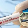 चेन्नईमध्ये बर्ड फ्लूचा प्रादुर्भाव, H5N1 विषाणूमुळे शेकडो कावळे मृत्युमुखी; सरकारकडून महत्त्वाच्या सूचना जारी