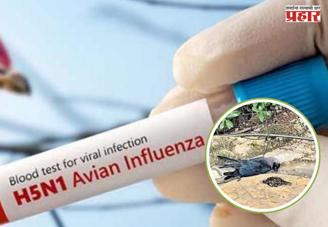 चेन्नईमध्ये बर्ड फ्लूचा प्रादुर्भाव, H5N1 विषाणूमुळे शेकडो कावळे मृत्युमुखी; सरकारकडून महत्त्वाच्या सूचना जारी