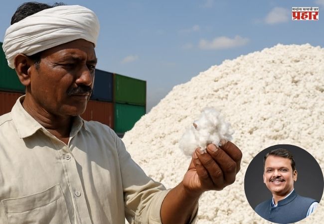 Cotton Procurement Scheme: मुख्यमंत्र्यांकडून कापूस खरेदी योजनेला मुदतवाढ; खुल्या बाजारात दर कोसळण्याची भीती