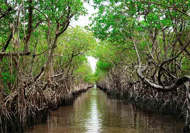 कांदळवन बफर झोनमधील भराव प्रकरणी सरकारी अभियोक्त्यांच्या  सूचनांनुसार कारवाई