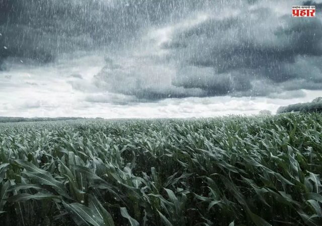Unseasonal Rain : अवकाळी पावसाने शेती पिकांचे मोठे नुकसान; आंब्याच्या बागांनाही अवकाळीचा फटका