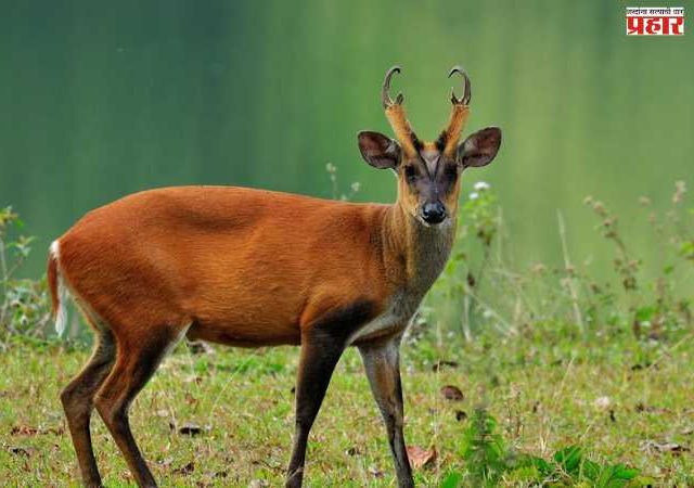 Barking Deer: तुम्ही पाहिलंत का कधी 'भुंकणारं हरीण'?; जाणून घ्या भुकणाऱ्या हरणाबद्दल