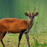 Barking Deer: तुम्ही पाहिलंत का कधी 'भुंकणारं हरीण'?; जाणून घ्या भुकणाऱ्या हरणाबद्दल