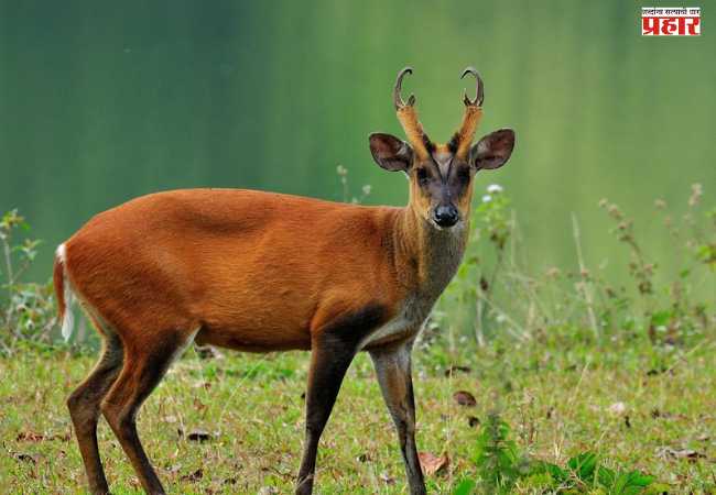 Barking Deer: तुम्ही पाहिलंत का कधी ‘भुंकणारं हरीण’?; जाणून घ्या भुकणाऱ्या हरणाबद्दल