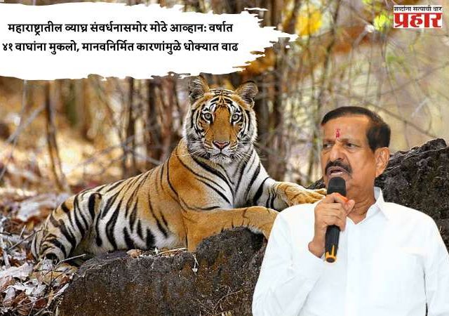 महाराष्ट्रातील व्याघ्र संवर्धनासमोर मोठे आव्हान: वर्षात ४१ वाघांना मुकलो, मानवनिर्मित कारणांमुळे धोक्यात वाढ