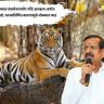महाराष्ट्रातील व्याघ्र संवर्धनासमोर मोठे आव्हान: वर्षात ४१ वाघांना मुकलो, मानवनिर्मित कारणांमुळे धोक्यात वाढ