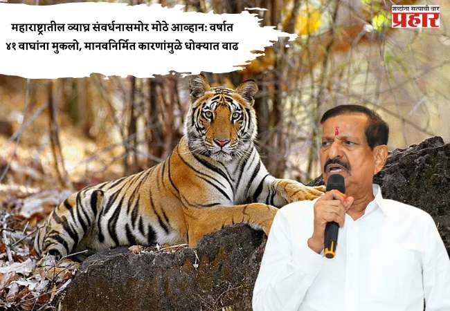 महाराष्ट्रातील व्याघ्र संवर्धनासमोर मोठे आव्हान: वर्षात ४१ वाघांना मुकलो, मानवनिर्मित कारणांमुळे धोक्यात वाढ