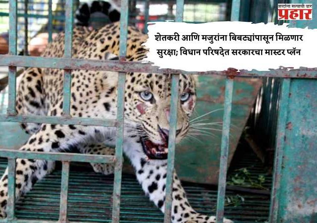 शेतकरी आणि मजुरांना बिबट्यांपासून मिळणार सुरक्षा; विधान परिषदेत सरकारचा मास्टर प्लॅन