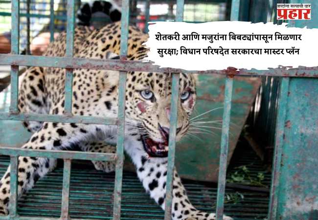 शेतकरी आणि मजुरांना बिबट्यांपासून मिळणार सुरक्षा; विधान परिषदेत सरकारचा मास्टर प्लॅन