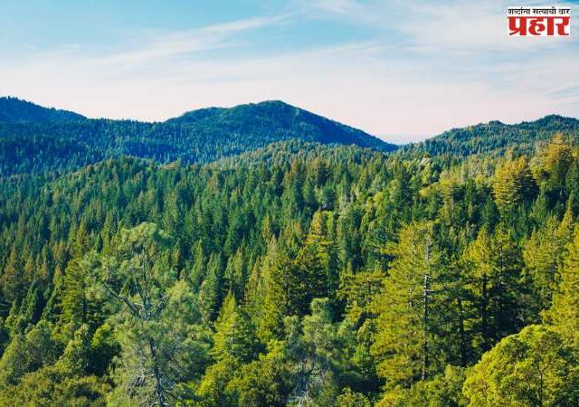 जंगलांच्या सहनशक्तीची कसोटी