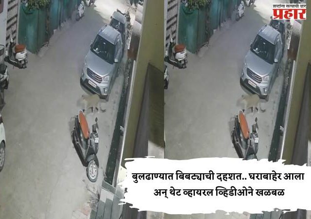 बुलढाण्यात बिबट्याची दहशत.. घराबाहेर आला अन् थेट व्हायरल व्हिडीओने खळबळ