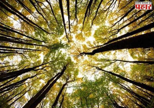 वृक्षवल्ली आम्हां सोयरे...